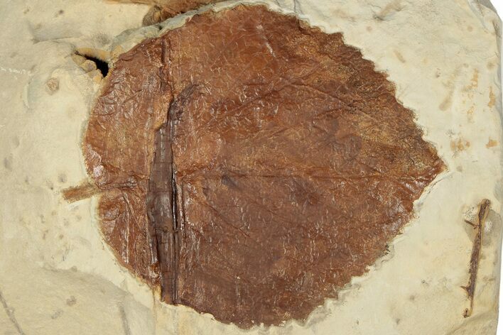 Fossil Leaf (Davidia) - Montana #190426